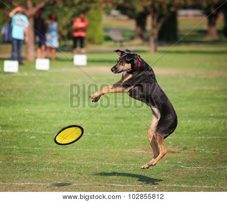  a cute dog in the grass at a park during summer 