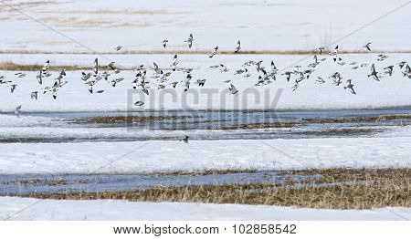 Snow bunting rest on a field, bird migration.