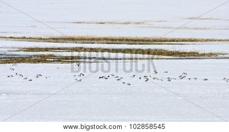Snow bunting rest on a field, bird migration.