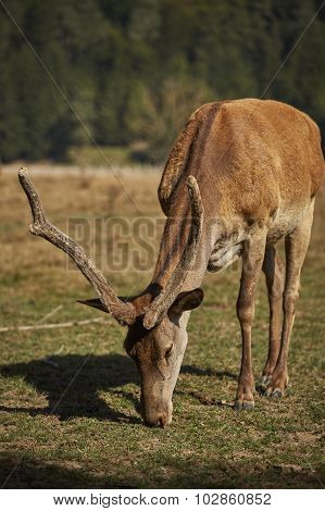 Grazing Red Deer Stag