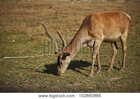 Grazing Red Deer Hart