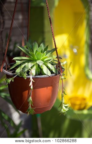 Flower in a cache-pot landscape design outdoor
** Note: Visible grain at 100%, best at smaller sizes