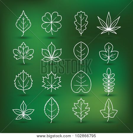 Leaf Icon