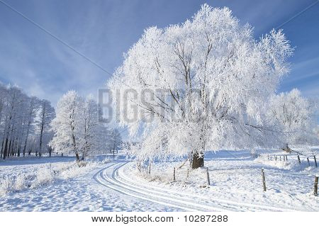 Trees In Frost