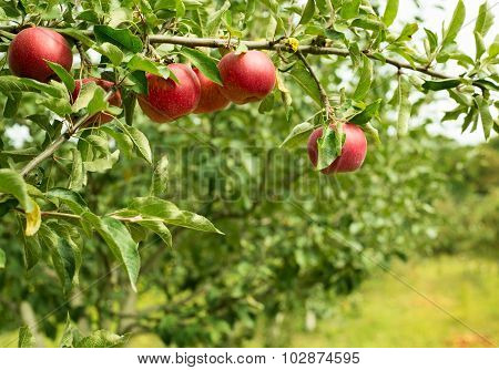 Appled