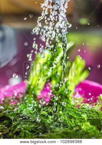Wash The Parsley, Dill Shower, Kitchen, Dishes, Wash The Greens