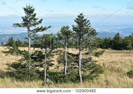 Trees