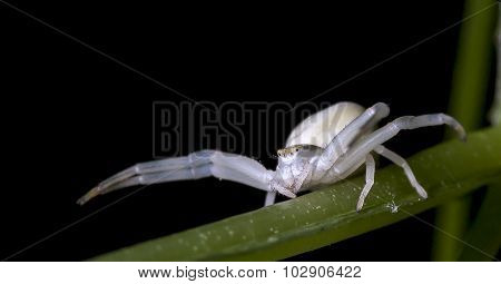 spider
