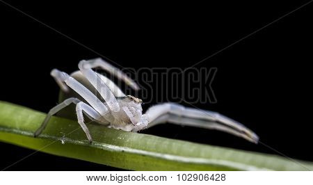 spider