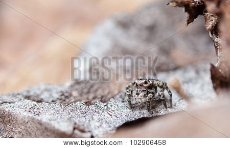 spider