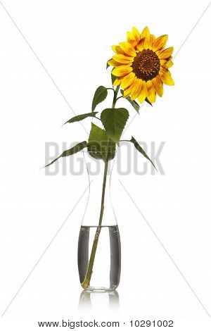 Sonnenblume In Vase