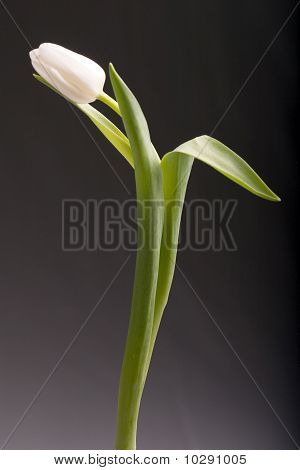 Weiße Tulpe