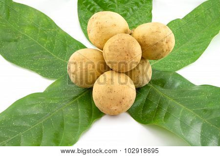 Longong Isolated On White Background