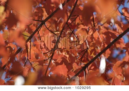 Feuilles d'automne
