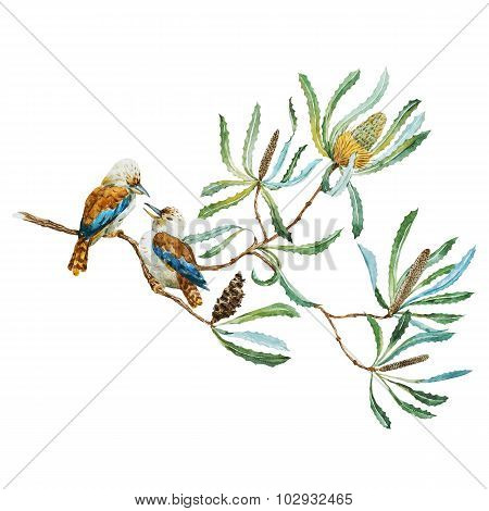 Australian kookaburra bird
