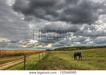 Horse quietly grazing in a field on a Maryland Farm at sunset