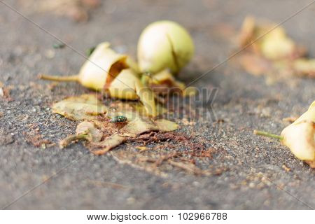 Rotten harvest