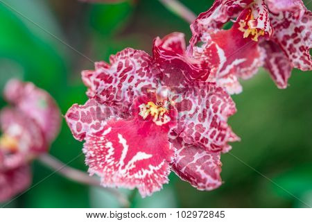 Pink Orchid On Green Background