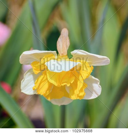 Narcissus
