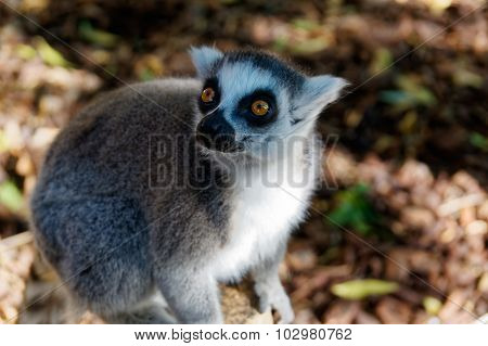 Long-tailed Lemurs With Huge Golden Eyes