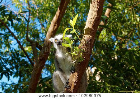 Long-tailed Lemurs With Huge Golden Eyes