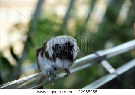 Cottontop tamarins monkey is sitting on a railing