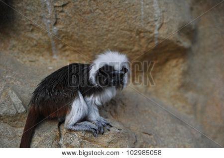 Cottontop tamarins monkey is sitting on a rock
