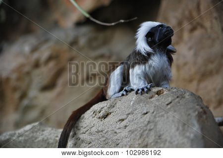 Cottontop tamarins monkey is sitting on a rock