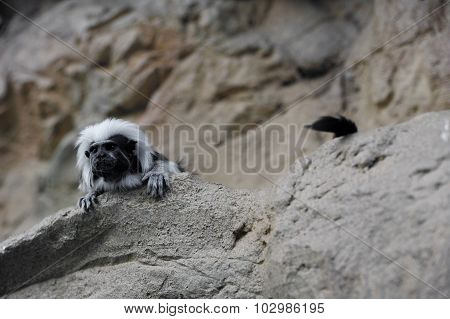 Cottontop tamarins monkey is sitting on a rock