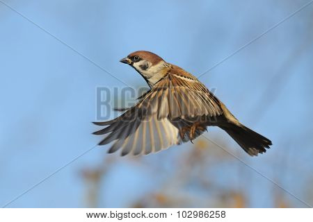 Flying Tree Sparrow Against Bright Blue Sky Background