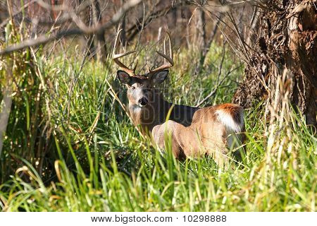 Buck le cerf de Virginie
