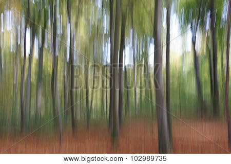 autumn trees