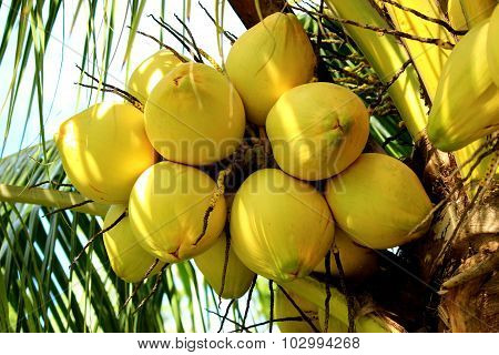 Tender Coconut Bunch