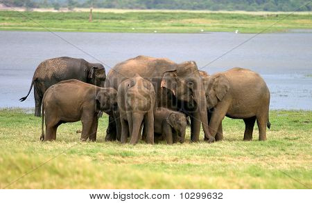 Sri Lanka Elephant