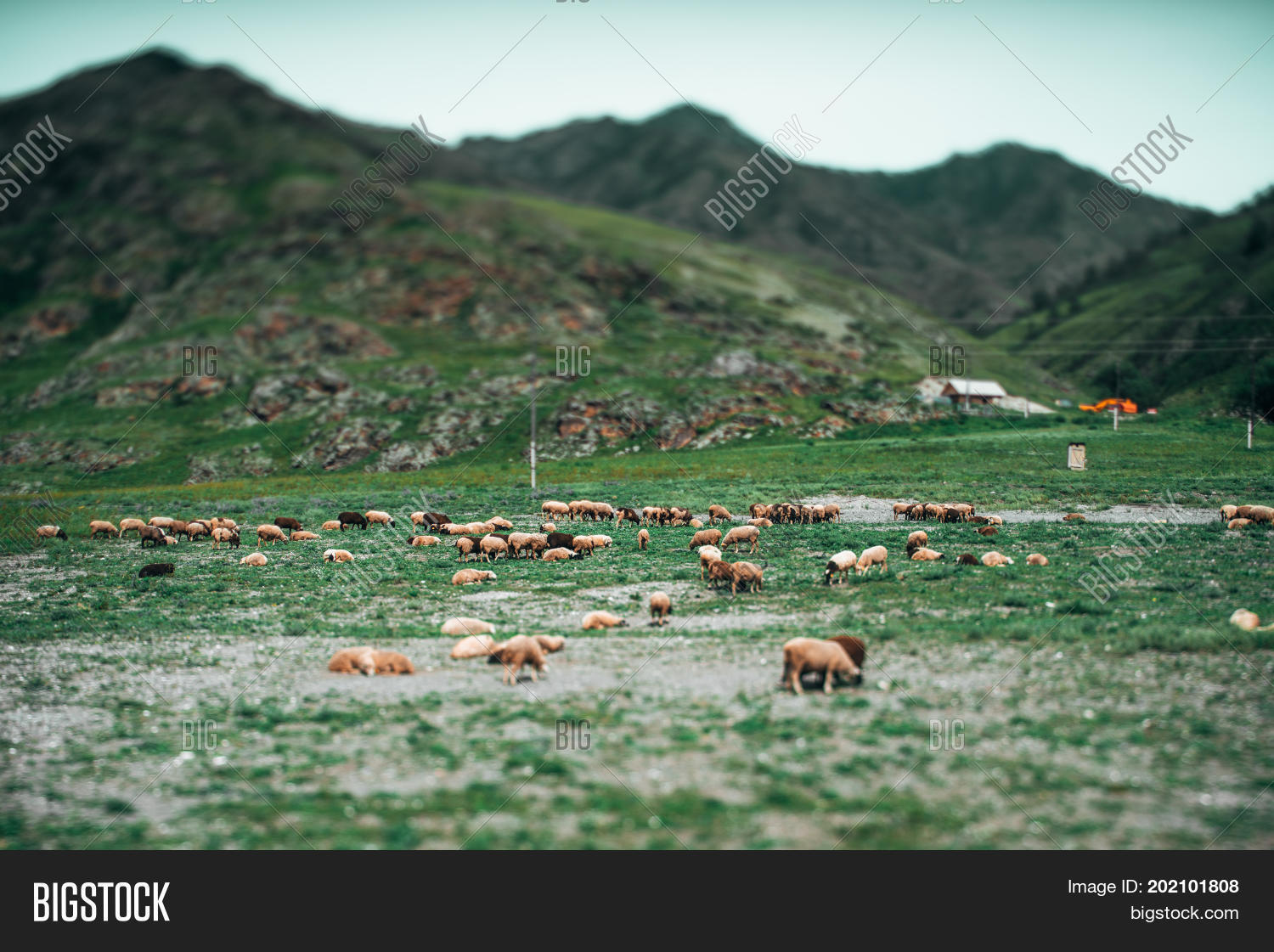Image Preview