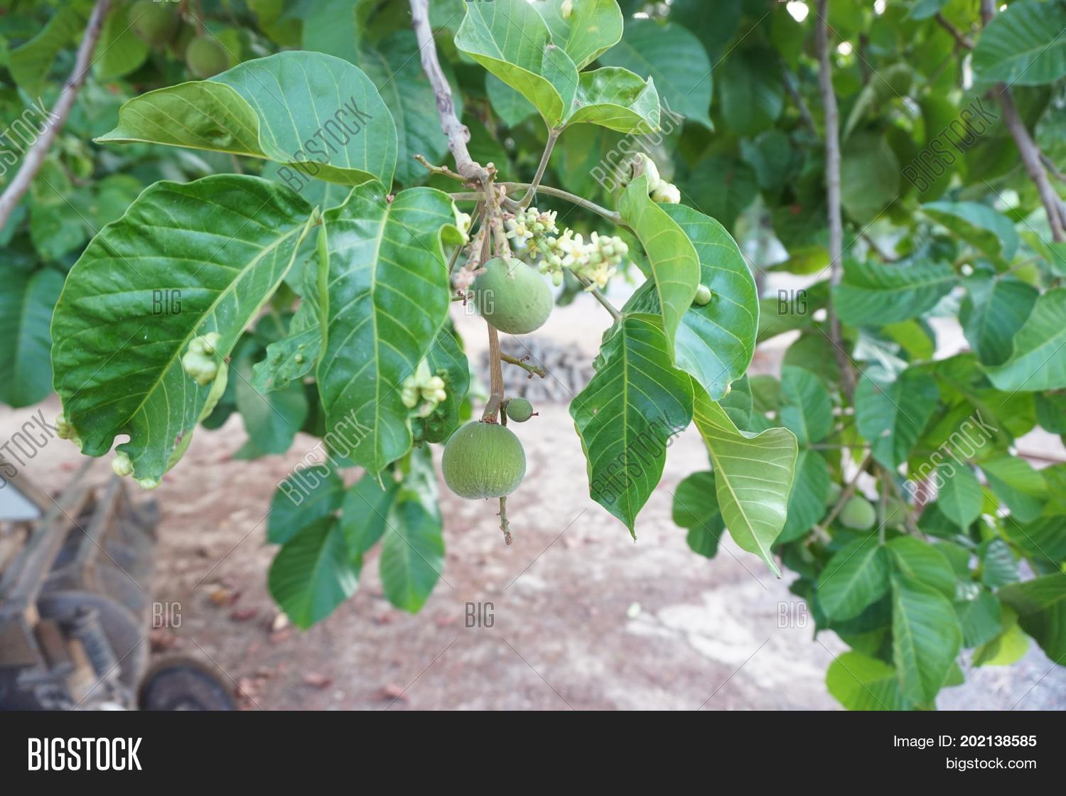 Image Preview
