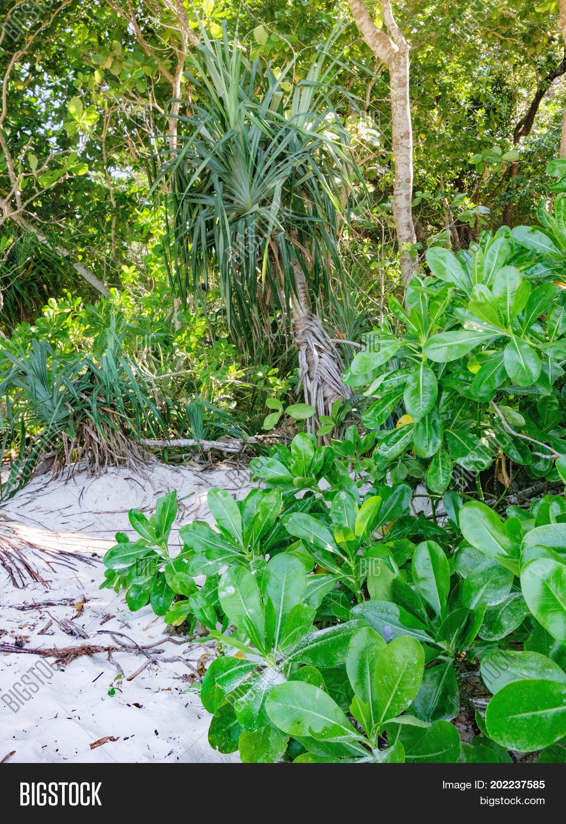 Beach Cabbage Plant Image & Photo (Free Trial) Bigstock