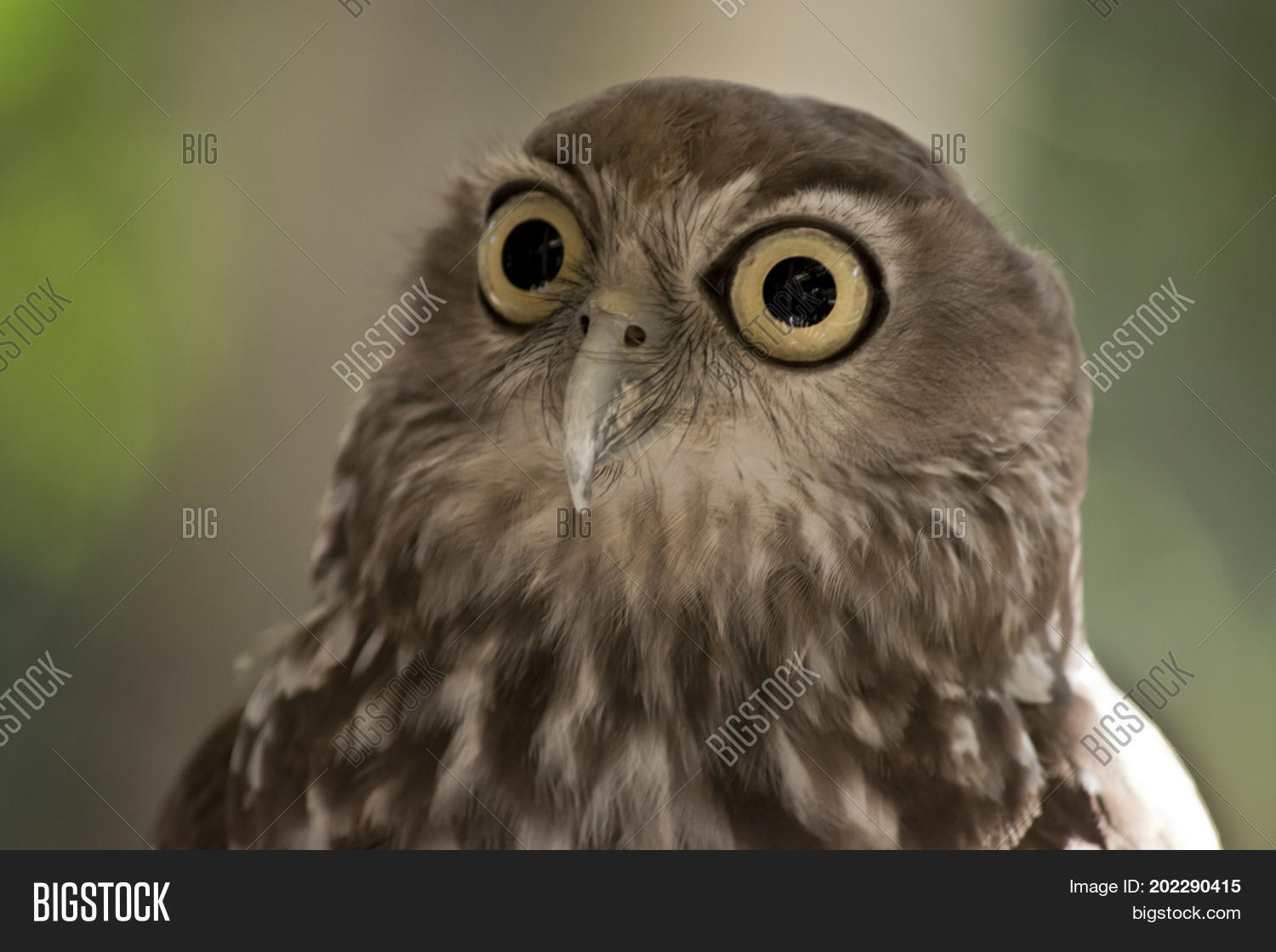 Image Preview
