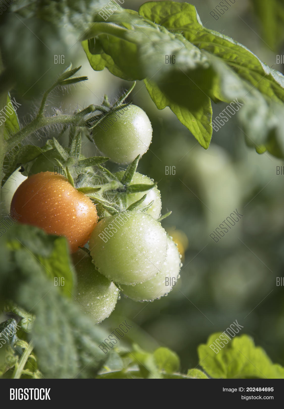 Image Preview