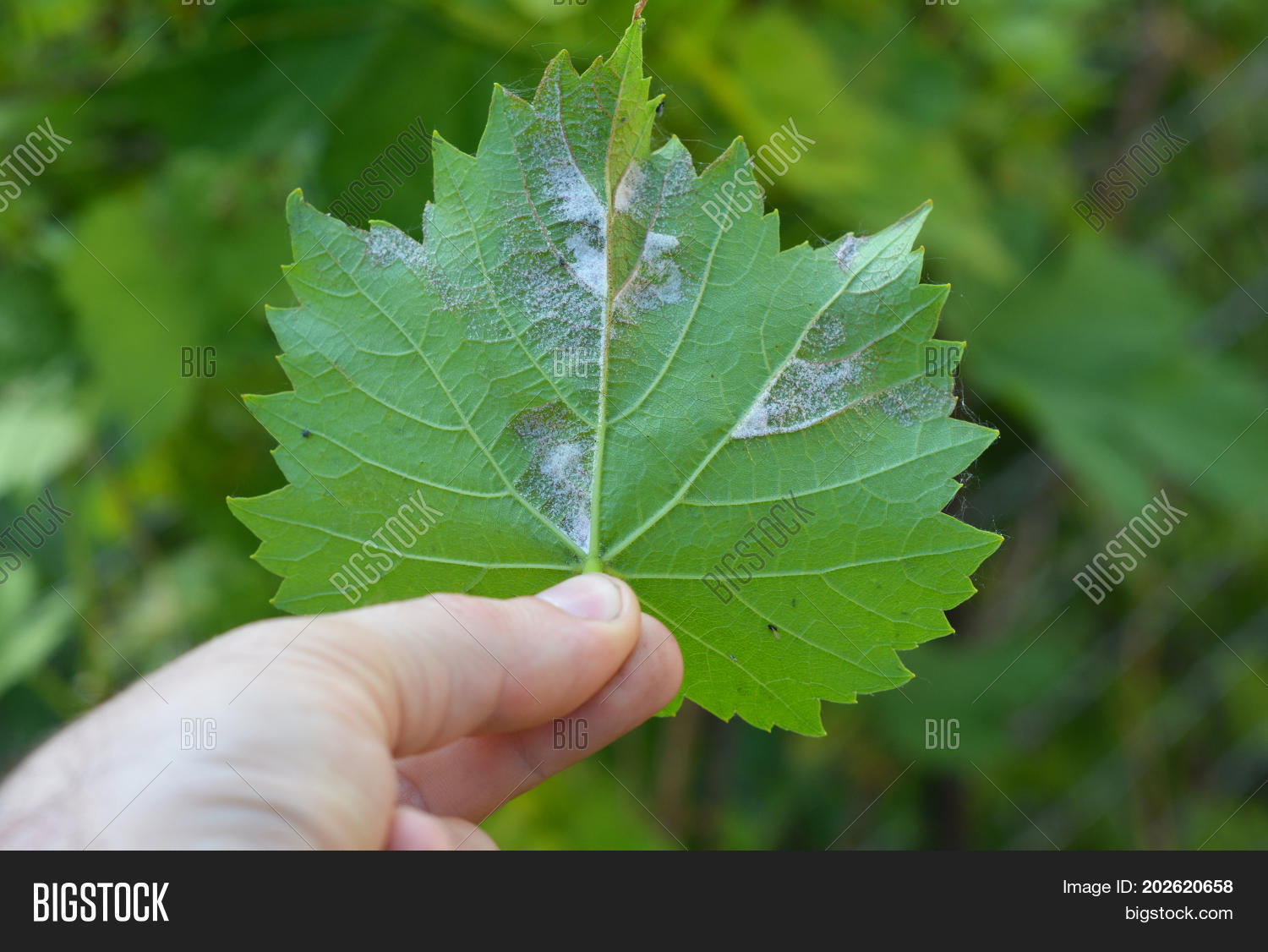 Image Preview