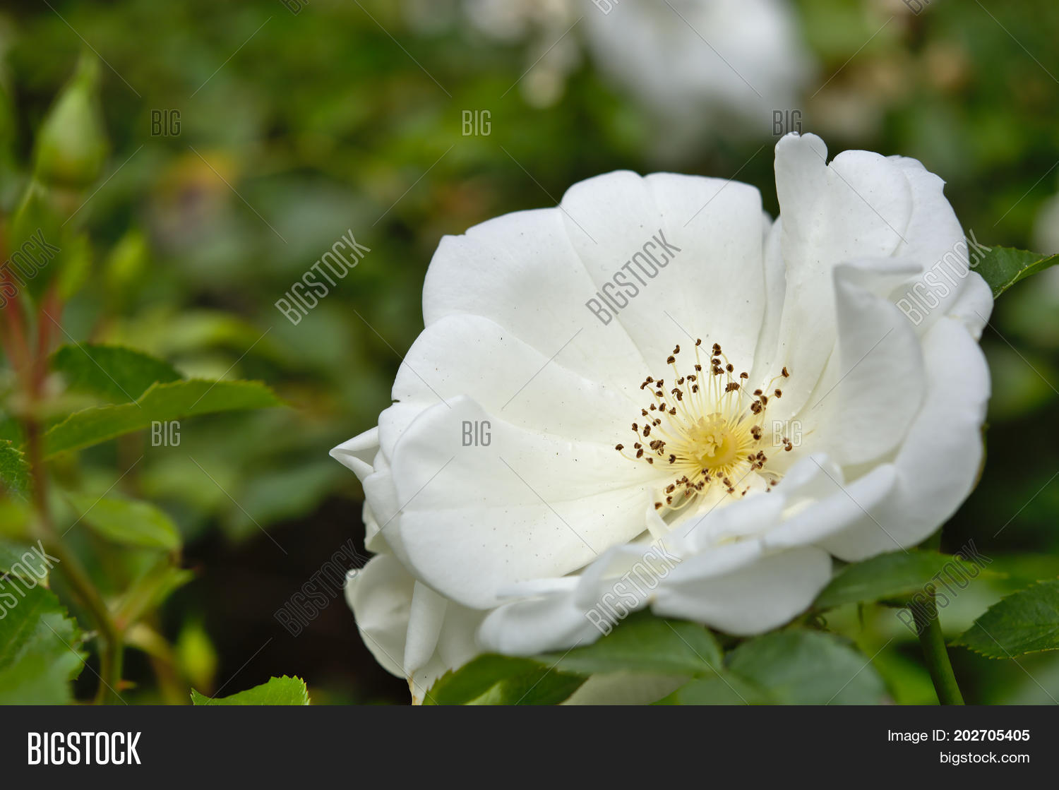Image Preview
