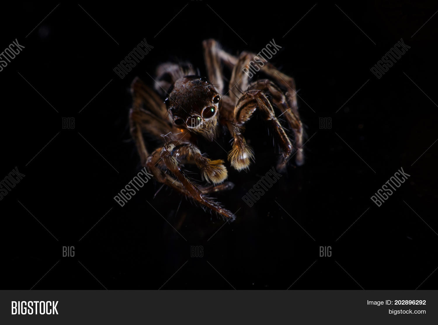 Image Preview