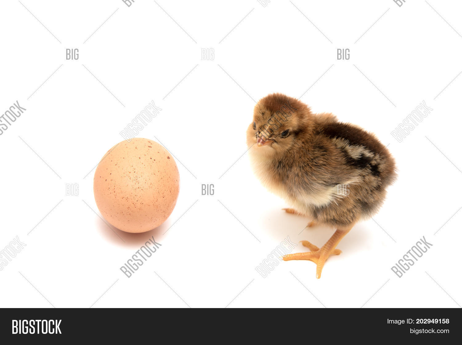 Image Preview