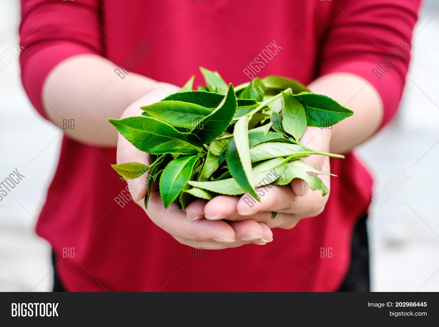 Image Preview