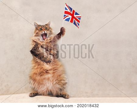The Big Shaggy Cat Is Very Funny Standing.flag