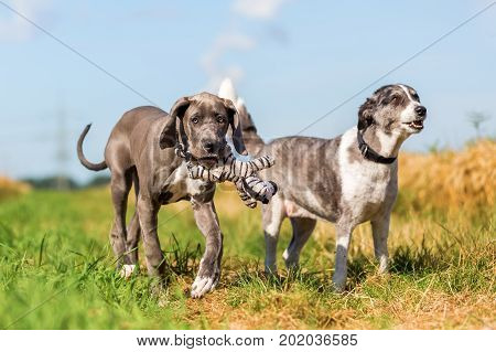 Great Dane Puppy And An Australian Shepherd Running On A Country Path