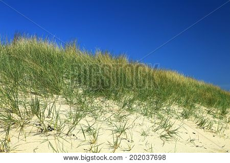Dune at the Atlantic Ocean beach of Kersiguenou Crozon Finistere Brittany France