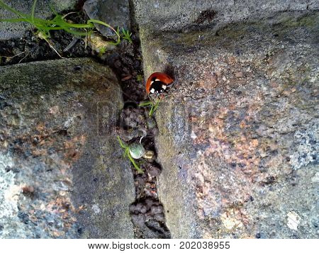 Ladybird Climbing on Blade of Grass in the Yard
