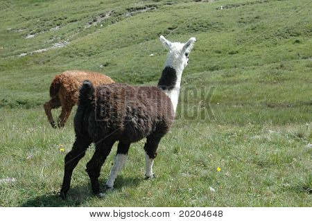 twee Lama's grazen in een veld in Zwitserland