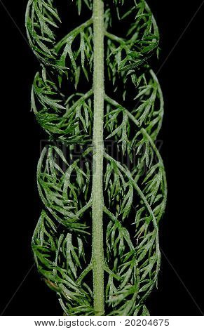 Close-up van een mooie ingewikkelde groene blad tegen zwarte achtergrond